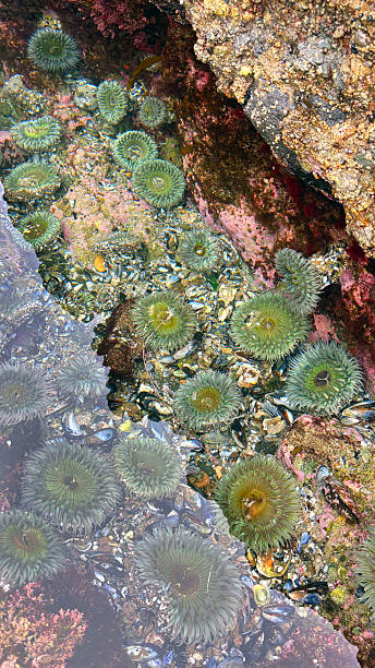 istock Marine life of the Pacific 2247738788