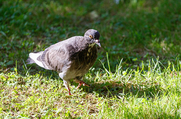 istock A pigeon is walking on the grass 2247741197