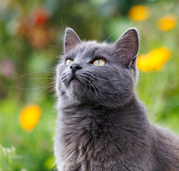 istock A grey cat with yellow eyes is looking up 2247741308