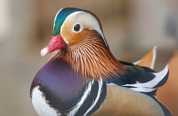 Mandarin Duck