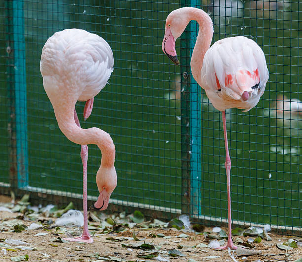 Photo of a flamingo with a look into the camera