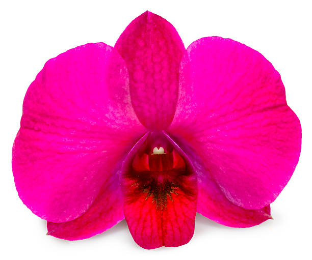 Pink orchid isolated on white background, Blooming orchids on white With clipping path.