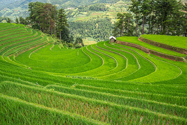 istock Rice fields on terraces of Mu Cang Chai, Vietnam. 2247742966
