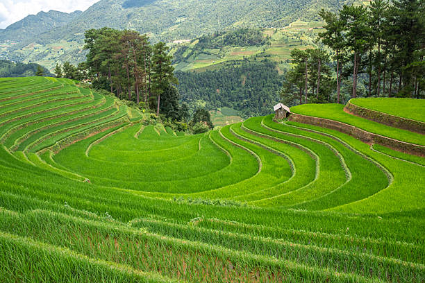 istock Rice fields on terraces of Mu Cang Chai, Vietnam. 2247742997