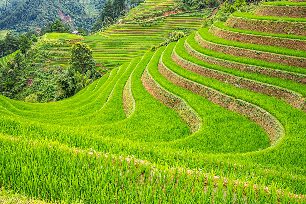 istock Rice fields on terraces of Mu Cang Chai, Vietnam. 2247743028