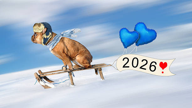 istock happy new year 2026, cute dog is riding a sledge 2247743422