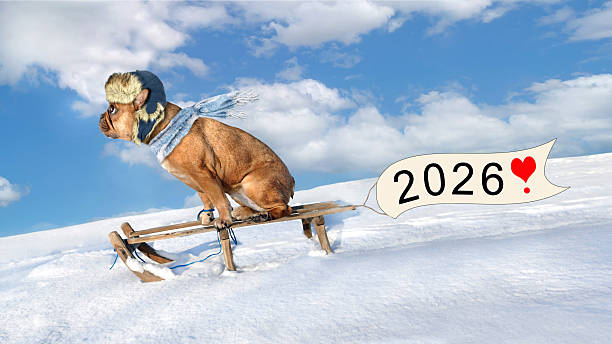 istock cute dog is riding a sledge in snow, forward in the new year 2026 2247743433