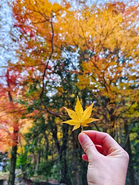 istock Holding autumn maple leaf in beautiful view in Japan 2247743962