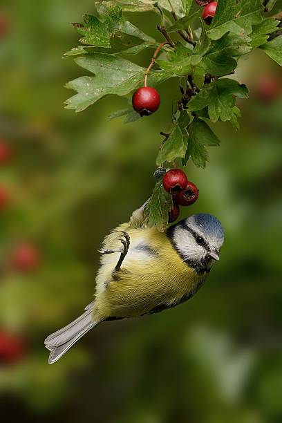 Blue Tit with Red Berries in Nature