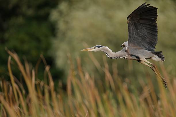 istock Majestic heron in flight over wetlands. 2247745793