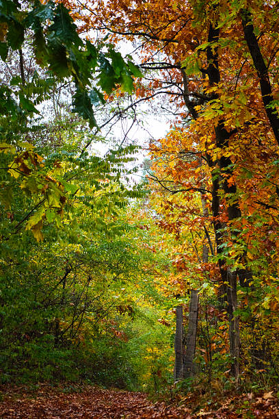 A beautiful, picturesque autumn forest path covered with brown leaves and lined with trees with bright green, yellow and orange leaves in the transitional season.
