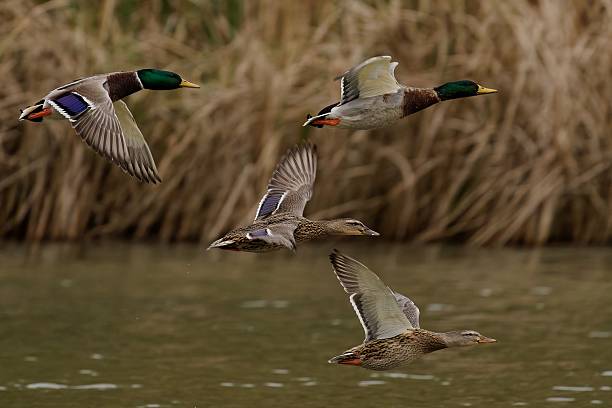 istock Mallard ducks in flight over a lake. 2247745993