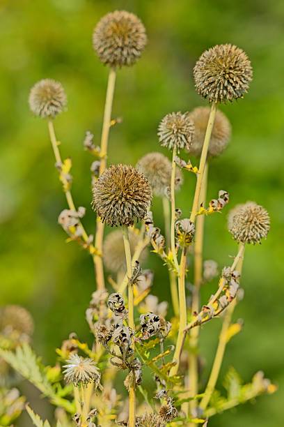 istock Echinopis exaltatus. 2247746822