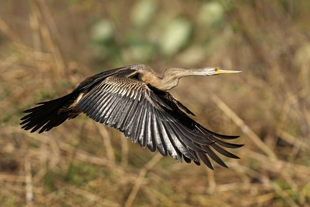 istock Graceful bird in flight with outstretched wings. 2247746931