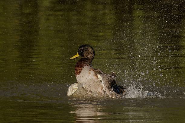 istock Duck Splashing in a Tranquil Pond 2247746939