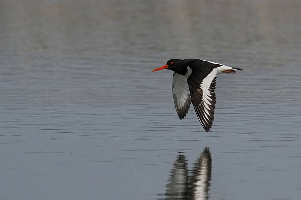 istock Oystercatcher in Flight Over Water 2247746965