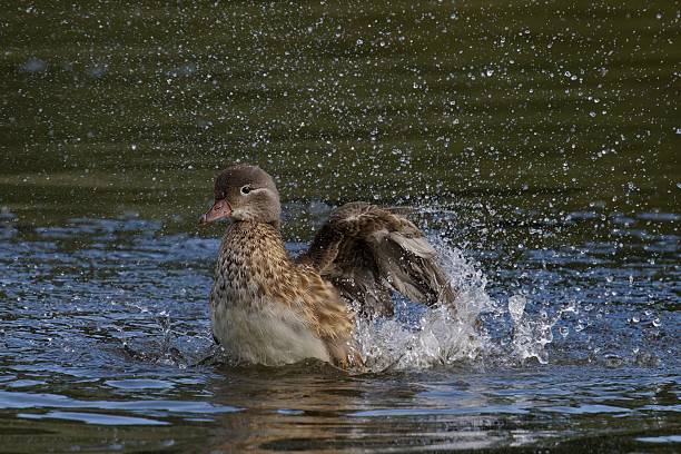 istock Duck splashing in a pond with water droplets. 2247746979