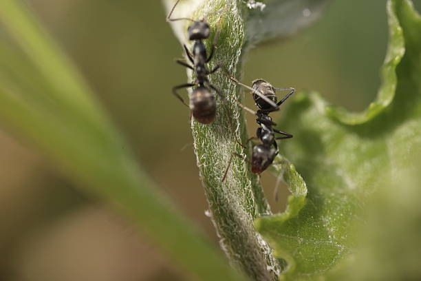 istock Closeup of a ant on flowers, macro ant 2247748283