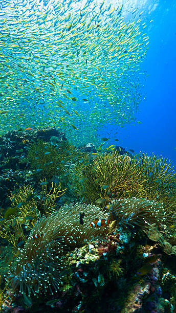 istock Coral reef marine life 2247748296