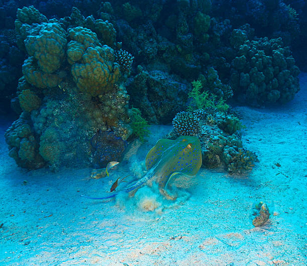A serene stingray gracefully swims through the vibrant blue waters off the coast of South Africa under bright sunlight.
