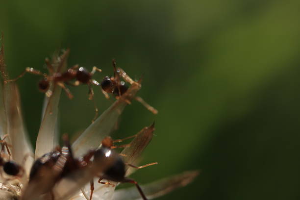 Closeup of a ant on flowers, macro ant, insects macro
