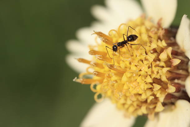 Closeup of a ant on flowers, macro ant, insects macro