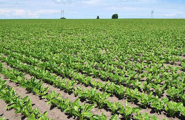 istock On the farm field grow sugar beets 2247750415