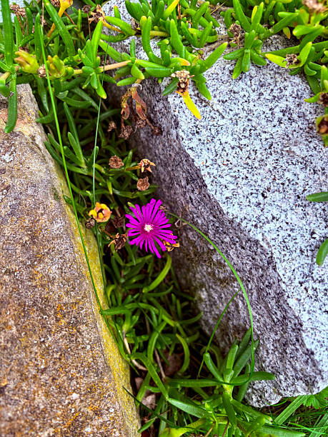 A vibrant magenta flower of a hardy ice plant growing between stones in a rock garden. Ideal for themes related to gardening, summer, nature, landscaping, and resilient plants.