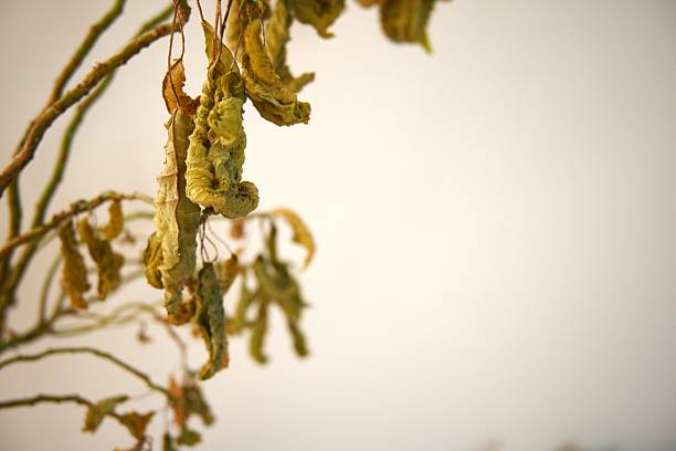 Close view of dried leaves appearing on an indoor plant against a clean white background with Copy Space.