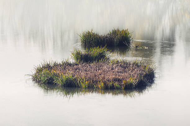 Vegetation along the river through the autumn fog