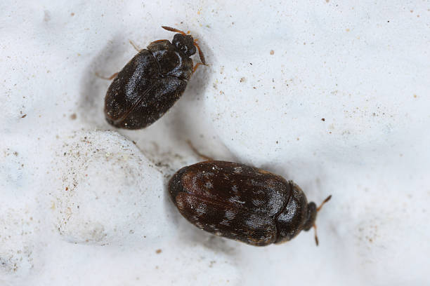 istock Trogoderma glabrum, known generally as the glabrous cabinet beetle or colored cabinet beetle, is a species of carpet beetle in the family Dermestidae. Pair on the wall of the building. 2247752367
