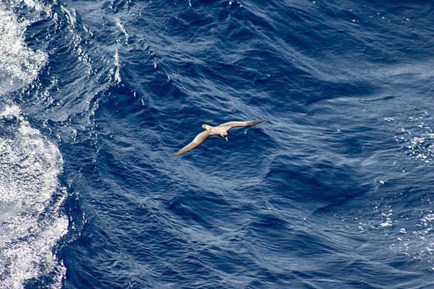 Manx shearwater (Puffinus puffinus) flying low over the dark blue waves with sea foam