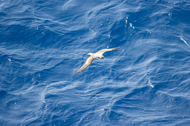 istock Manx shearwater (Puffinus puffinus) flying low over the dark blue waves with sea foam 2247753895