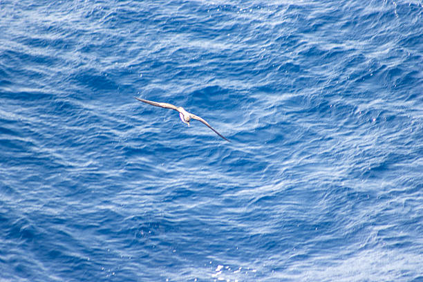 istock Manx shearwater (Puffinus puffinus) flying low over the dark blue waves with sea foam 2247753940