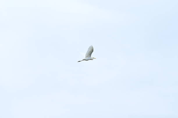 istock Mangrove habitat, home to thousands of storks. 2247754278
