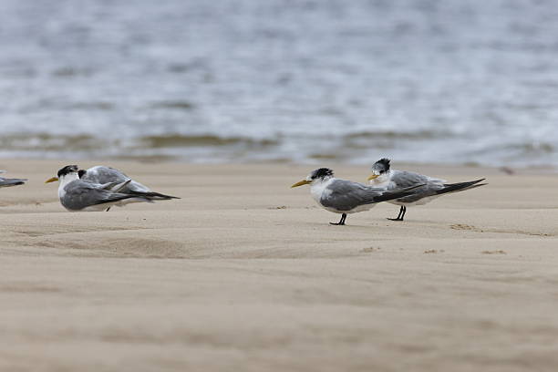 greater crested tern (Thalasseus bergii velox, Sterna bergii) Noosa Heads, queensland, australia