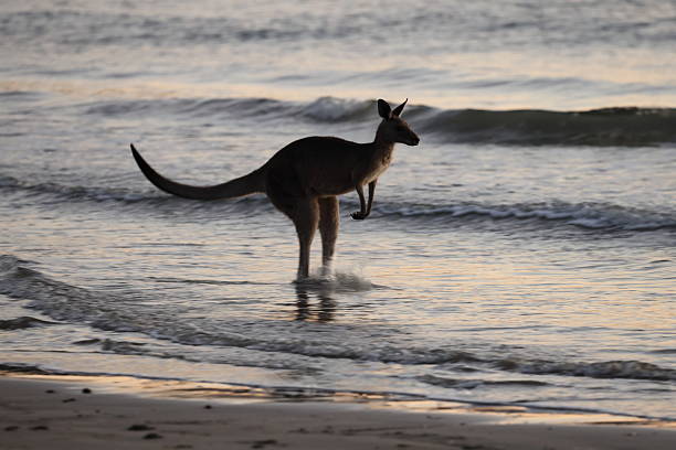 istock kangaroo on beach  mackay, north queensland, australia 2247756237
