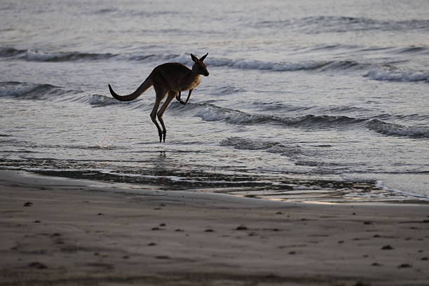 istock kangaroo on beach  mackay, north queensland, australia 2247756244