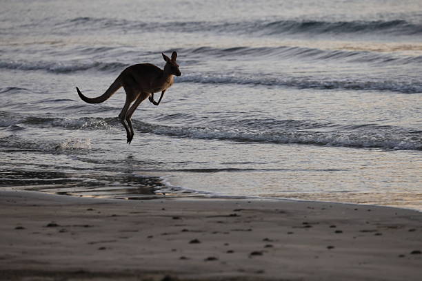 istock kangaroo on beach  mackay, north queensland, australia 2247756271