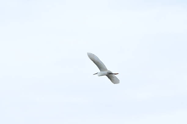 istock Storks flying around a mangrove habitat. 2247756304
