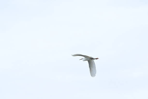 istock Storks flying around a mangrove habitat. 2247756311