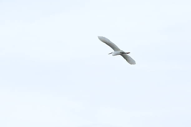 istock Storks flying around a mangrove habitat. 2247756345