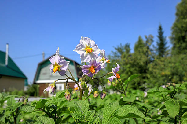 Close up of the pink flower.Close up of the violet potato blossom on the green background.