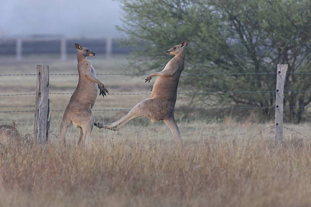 istock fighting males eastern grey kangaroo  Queensland Australia 2247756821