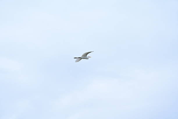 istock A stork flies home in a mangrove habitat. 2247756986