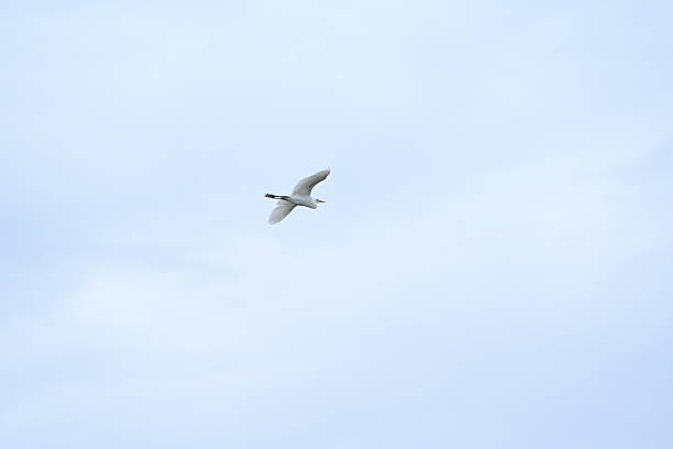 istock A stork flies home in a mangrove habitat. 2247756996
