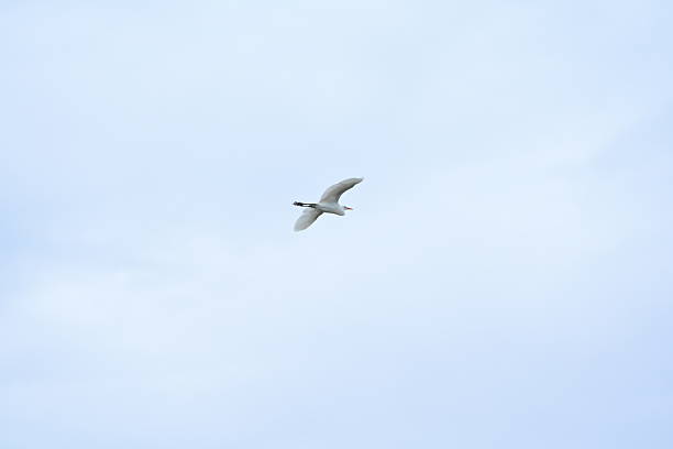 istock A stork flies home in a mangrove habitat. 2247757011