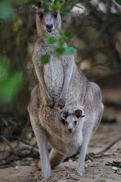 istock eastern grey kangaroo  Queensland Australia 2247757065