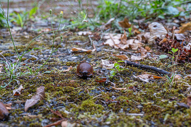 A very close-up, low-angle photograph capturing a small, dark brown garden slug (shell-less snail) resting on a bed of vibrant green moss and damp earth, surrounded by fallen dry leaves. The sharp focus on the mollusk and the ground detail highlights the natural texture and the micro-world of the garden or forest floor. This image is relevant for themes of gardening pests, nature's hidden life, and macro-zoology.