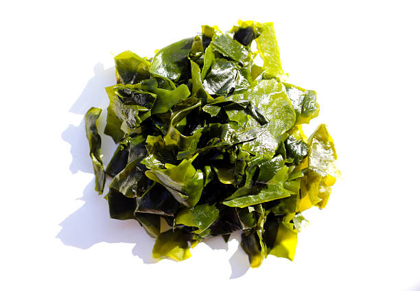 istock Pile of fresh wakame seaweed. 2247757495